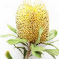 Banksia Australian